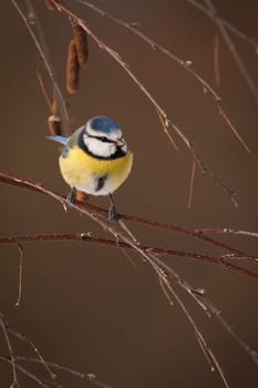 Eurasian blue tit, cyanistes caeruleus, sitting in forest in vertical composition from front view. Colorful bird on a tree among branches in spring nature.