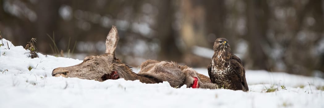 Common buzzard, buteo buteo, sitting on a ground near a dead prey in winter. Wild bird of prey protecting a kill about to scavenge on it. Animal wildlife on snow in cold environment.