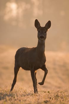 Roe deer, capreolus capreolus, standing on field in spring in backlit vertical shot. Female deer looking to the camera on grass in sunlit. Doe approaching on meadow.