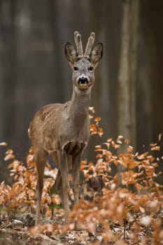Roe deer, capreolus capreolus, looking to the camera in forest in vertical shot. Roebuck with velvet antlers standing in bush. Male mammal watching in woodland.