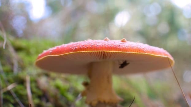 Toadstool, blurry and dreamy, in the grass in the forest. Poisonous mushroom. Red hat with white spots. Close up from nature in forest
