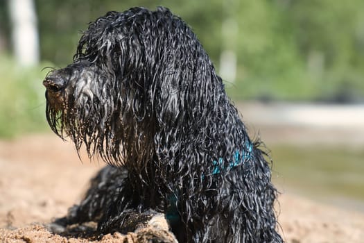 Portrait of a Goldendoodle dog. The dog is lying on the beach with wet curly long black light brown fur. Intimate family dog. Animal photo of a dog
