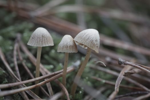 a group of filigree small mushrooms, on the forest floor in soft light. Macro shot from nature