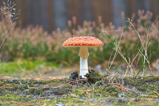 Toadstool at the bottom of a coniferous forest in the woods. Poisonous mushroom. Red cap with white spots. Close up from nature in forest
