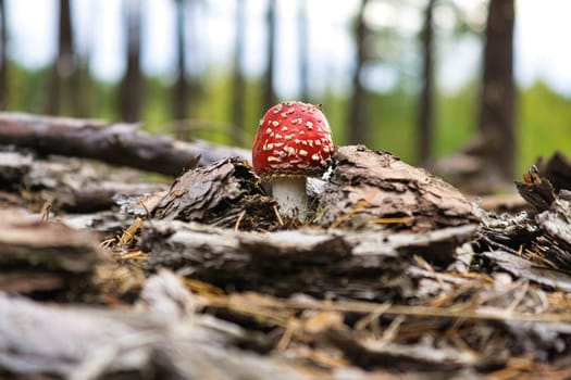 Toadstool at the bottom of a coniferous forest in the woods. Poisonous mushroom. Red cap with white spots. Close up from nature in forest