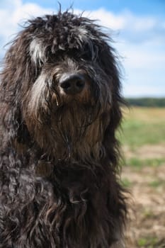 Portrait of a Goldendoodle dog. Fluffy, curly, long, black light brown coat. A snout for smooching. Intimate family dog. Animal photo of a dog