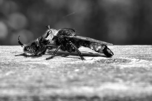 Yellow murder fly or yellow robber fly as black and white image with a bumblebee as prey. The insect is sucked out by the hunter. Yellow black hairs cover the hunter. Macro shot from nature