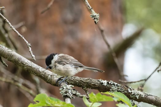 Great tit sitting in tree on a branch. Wild animal foraging for food. Animal shot of a bird from nature