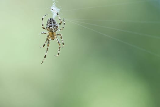 Cross spider in a spider web, lurking for prey. Blurred background. A useful hunter among insects. Arachnid. Animal photo from the wild.