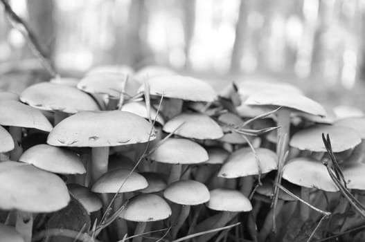 A group of filigree small mushrooms, taken in black and white, on the forest floor in soft light. Macro shot from nature
