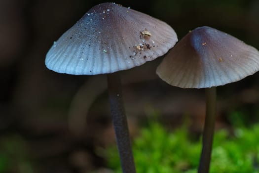 two filigree small mushrooms on moss with light spot in forest. Forest floor. Macro shot from nature