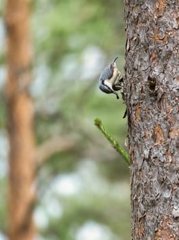 Nuthatch, on a tree trunk looking for food. Small gray and white bird. Animal photo from nature