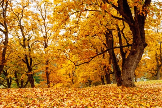 Golden autumn in a park on a hill near Dubiningiai, Lithuania