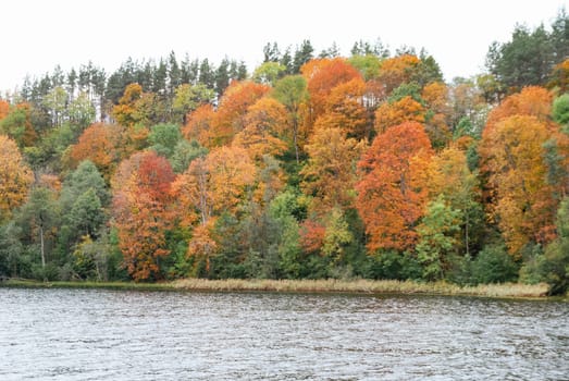 Autumn landscape with colorful trees on the background of Lake Asveja, Dubingiai, Lithuania.