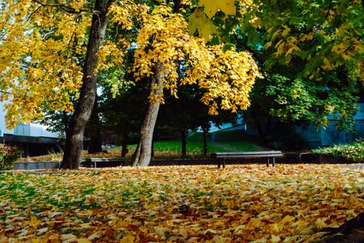 Trees with yellow foliage and fallen leaves in a square in Vilnius in autumn.