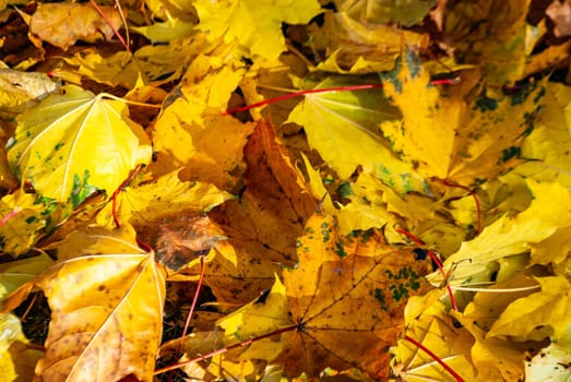 Autumn background of yellow maple leaves close-up.