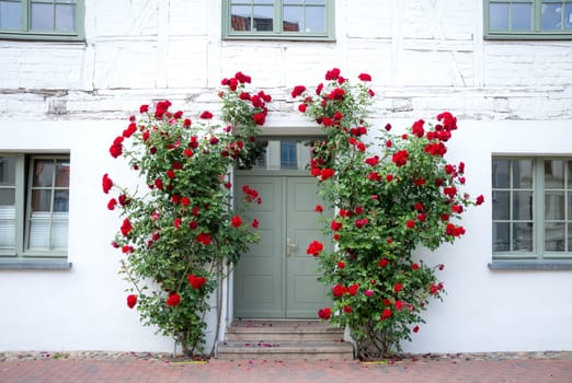 Roses on fence at old house