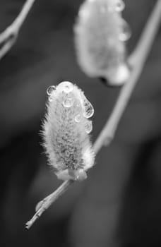 Close-up of a willow catkin with water drops. They are the first food of the year for the bees.