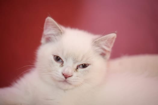 Portrait of a domestic cat, a cat which is kept as a pet.