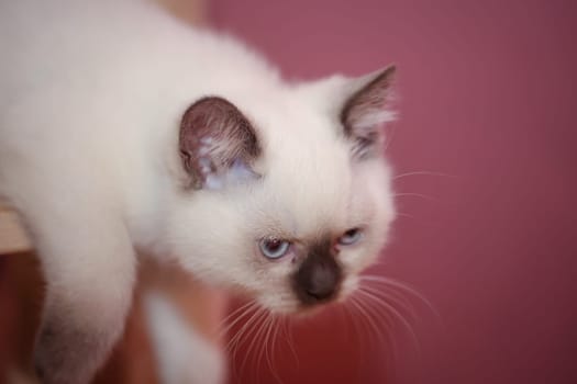 Portrait of a domestic cat, a cat which is kept as a pet.