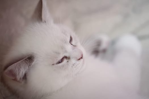 Portrait of a domestic cat, a cat which is kept as a pet.