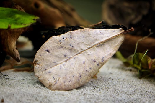 A leaf of the sweet almond tree in an aquarium. It is said to improve the water quality.