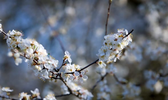 The flowers of a fruit tree in the spring.