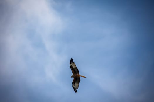 A red kite with outstretched wings circles in the sky.