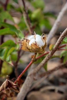On one plant still hang the cotton. Cotton belongs to the mallow family.