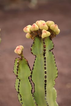 Detail of a cactus in a desert region. Close up of a cactus.