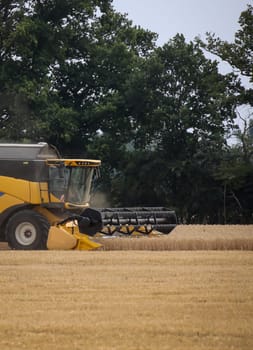 A yellow combine harvested a field of grain at the end of summer.