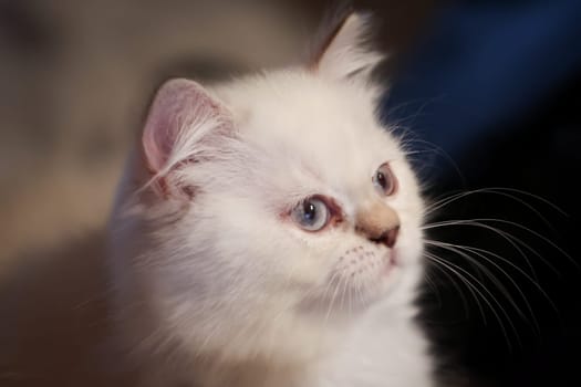 Portrait of a domestic cat, a cat which is kept as a pet.