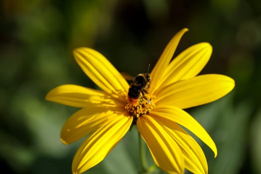 A bumblebee and the flower of a coneflower on a meadow.