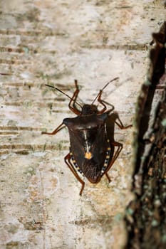 A brown bug with yellow dots on the edge on a birch tree.