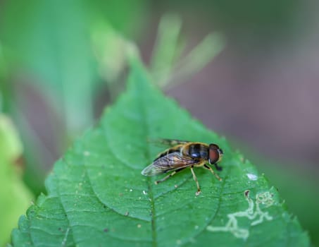 A fly sits on a plant. Close up of a fly.