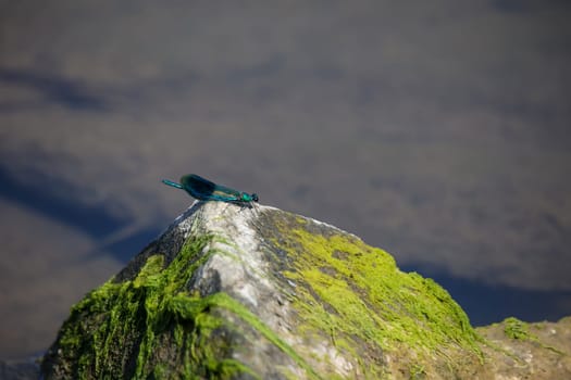 A blue banded damselfly on a rock by the water.