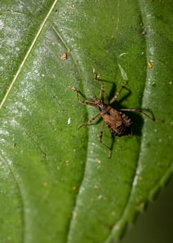 A brown bug on a tree leaf. Close up of a bug.