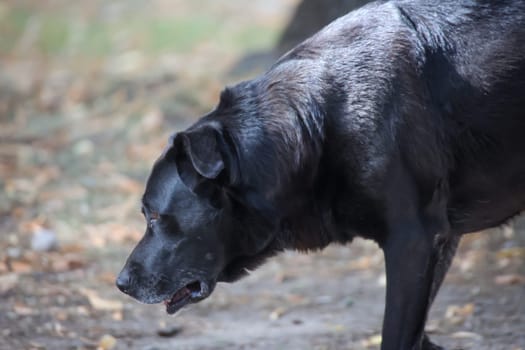 Portrait of a big black dog.