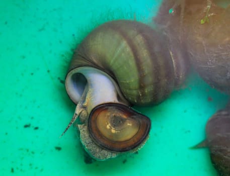 A swamp cover snail lies in a bucket of water.