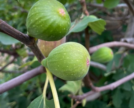A fig tree with not yet ripe figs on the branches.