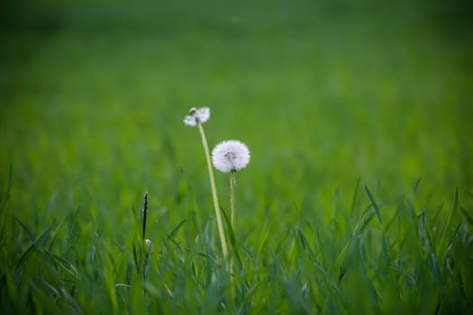 In a meadow are the remains of a dandelion flower, now a dandelion.