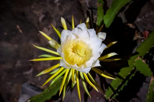 The flower, bud of the dragon fruit, cactus of the dragon fruit.