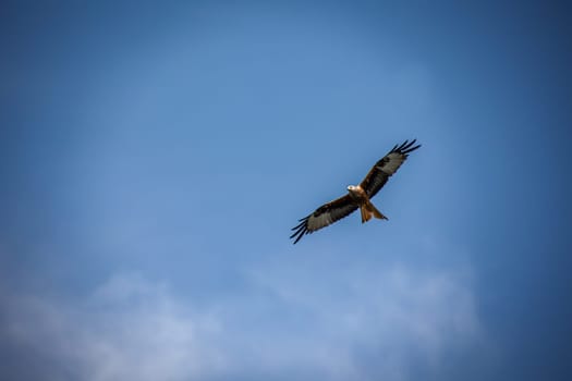 A red kite with outstretched wings circles in the sky.