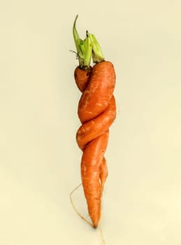Two specially shaped carrots. Two embraced carrots on yellowish background.