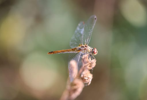 A yellow darter on the top of a blade of grass.