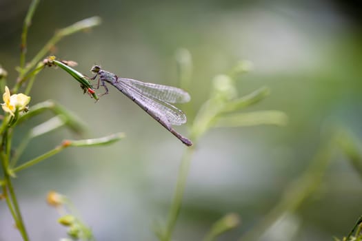 A damselfly sitting on a plant. Close up of a dragonfly.