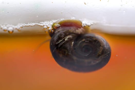 A post horn snail in the aquarium. Its shell is shaped like a post horn.