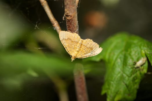 A small red-banded moth on a blade of grass in a meadow.