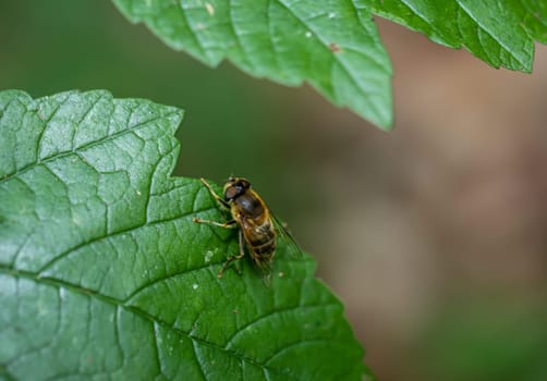 A fly sits on a plant. Close up of a fly.