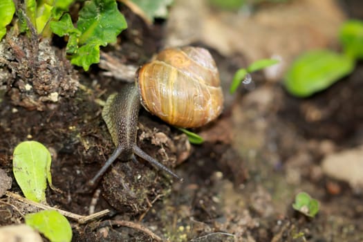 A small ribbon snail crawls through a flower bed.